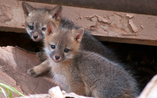 Gray kit foxes.