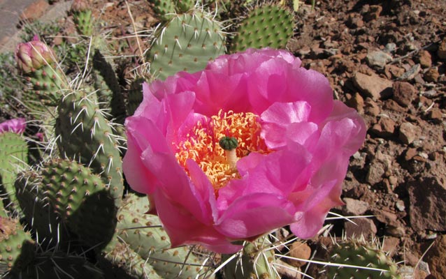 Prickly Pear Cactus