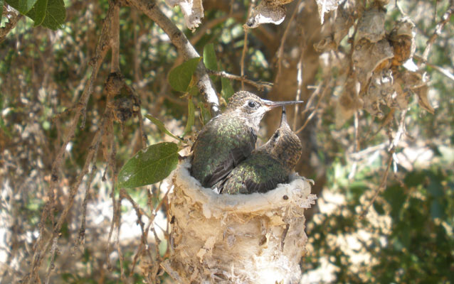Black-chinned Hummingbirds in their nest.