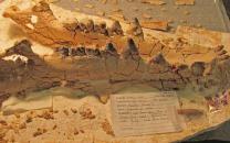 Time Travel with Fossils