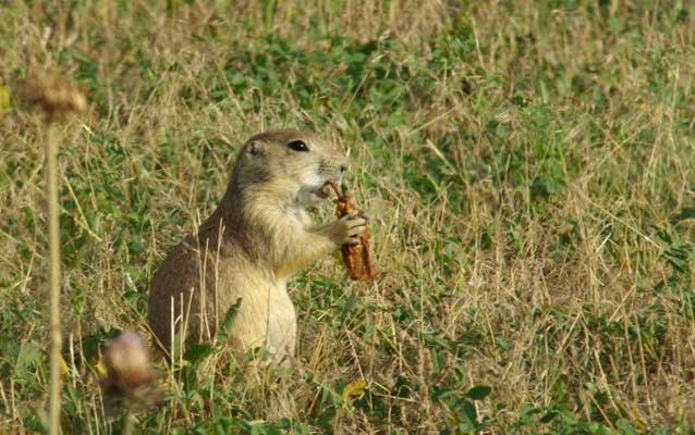 Prairie dog eating