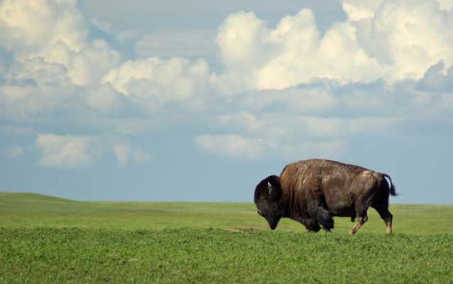 Bison on the prairie