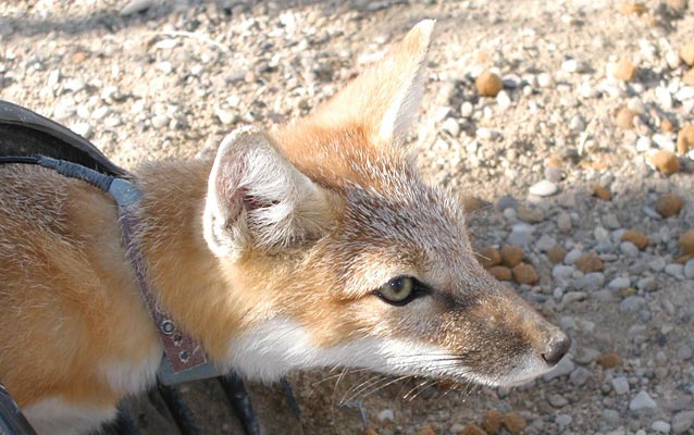 Swift fox, National Park Service photograph
