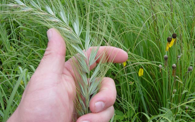 A person's hand examines a plume of wild rye.