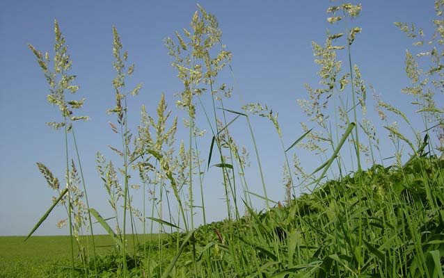 Seed heads on tall grasses dominate a lush green field.