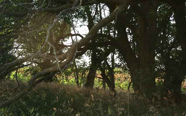 A portion of the Osage Orange Hedgerow at Homestead National Monument of America