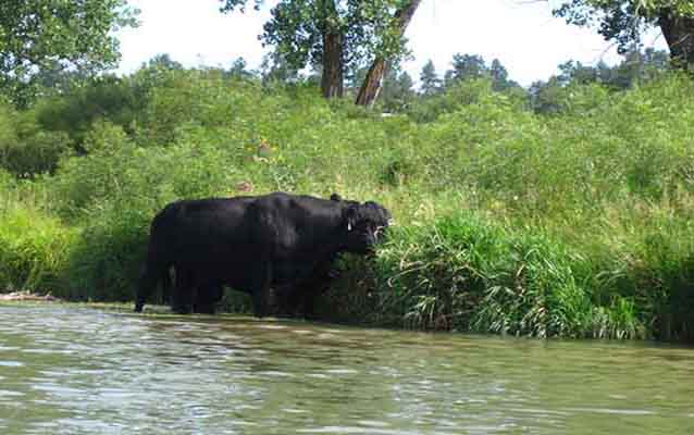 Cows in the river