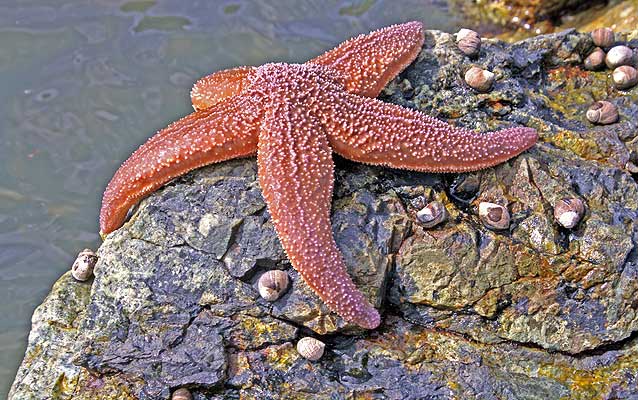 Sea star and barnacles on rock.
