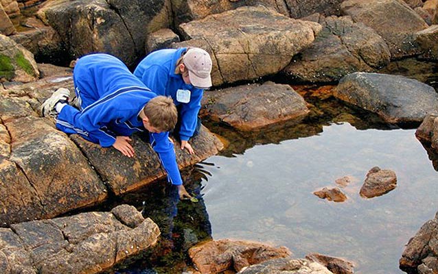Two students bend over to look at intertidal creatures closer.