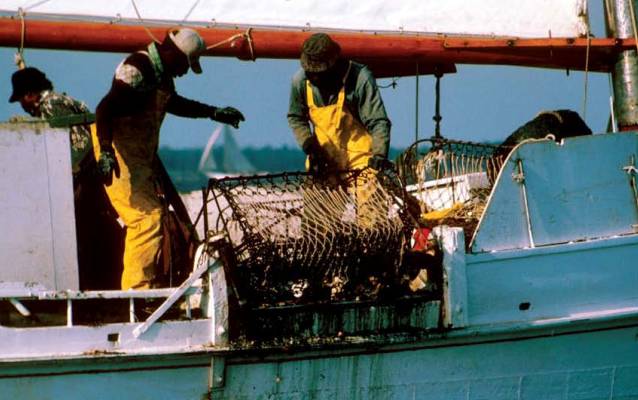 Watermen pull an oyster dredge onto a boat
