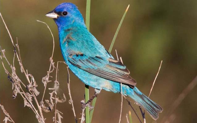 Indigo Bunting