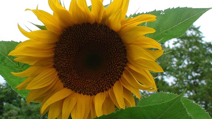 A close up of a bright yellow sunflower.