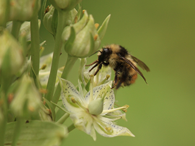 A bee pollinates a cream-colored flower. 