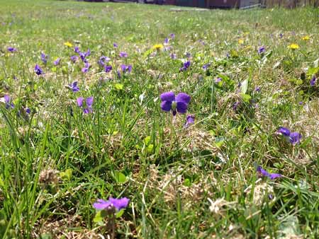 A field of purple violets and yellow dandelions.
