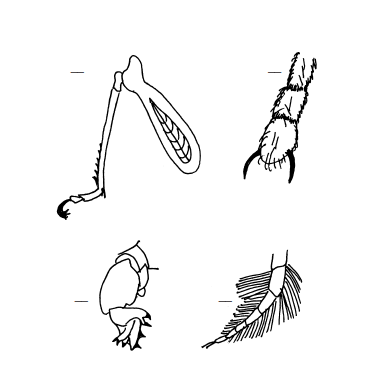 Selection from the Insect Workbook - kinds of legs