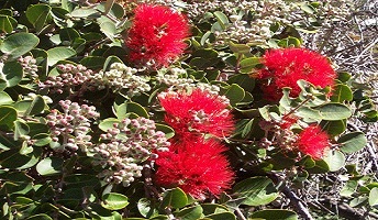 ‘Ōhiʻa Lehua blossom