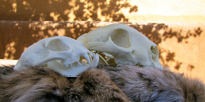 Two animal skulls rest on animal pelts.