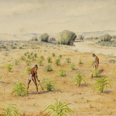 Native Americans hoeing corn. 