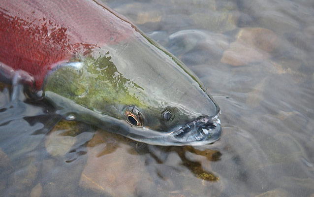 closeup of a salmon in shallow water