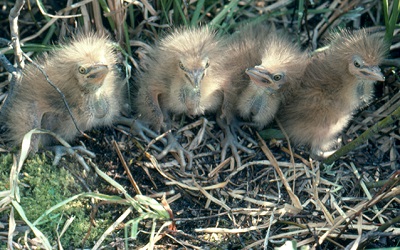 Four fluffy tan/ yellow Bittern chicks in a nest