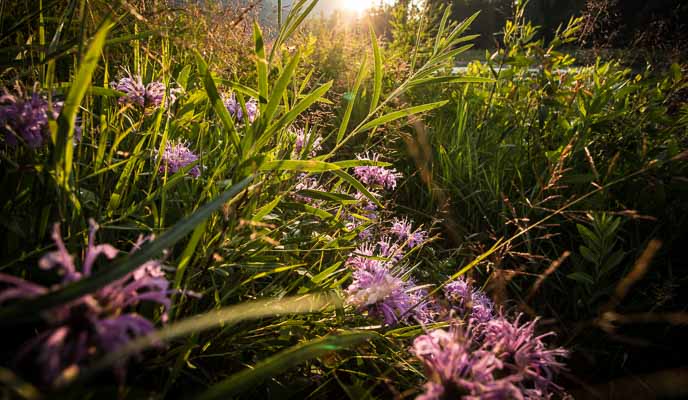 Wild Bergamot growing along the Flathead River