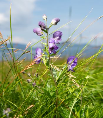 purple flower with stalk in front of ocean landscape