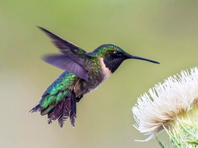 Female ruby-throated hummingbird hovering over a flower