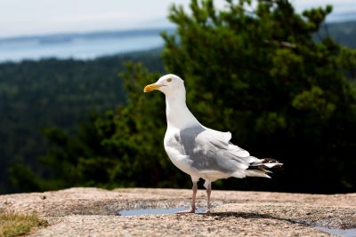 Photo of a herring gull standing on a rock by Joseph Philipson