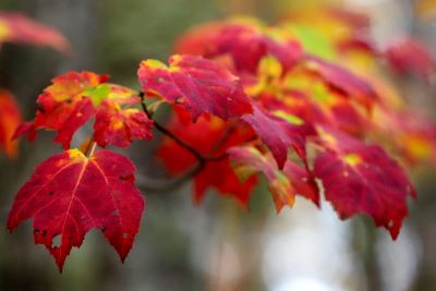 Multiple red maple leaves in fall. Photo by Ashley Conti