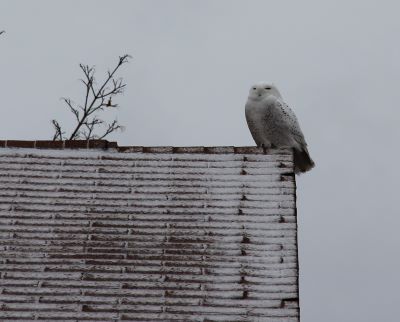 Snowy owl on top of a building. Photo Credit: Crystal Lewis