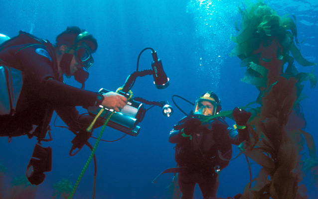 Park rangers diving in kelp forest.