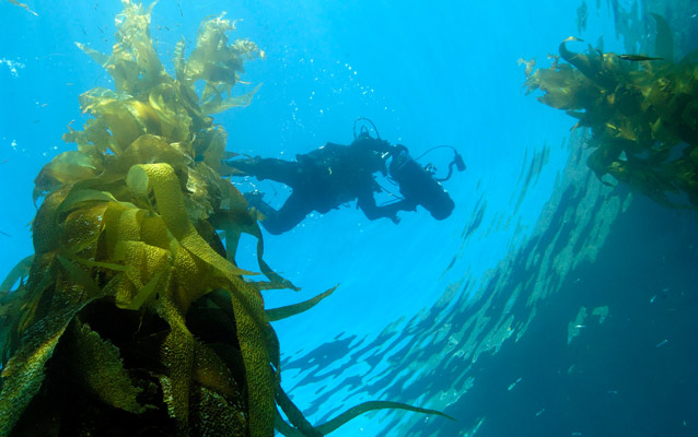 Diver in kelp forest.
