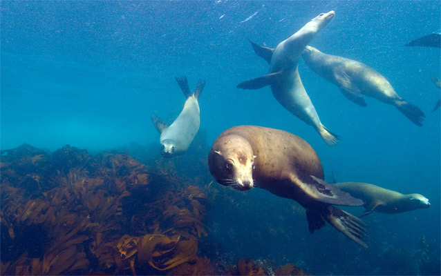 Sea lions swimming in kelp forest.