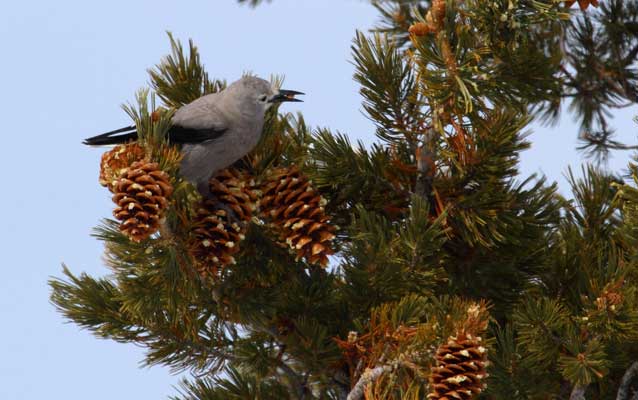 Clarks Nutcracker on pine tree