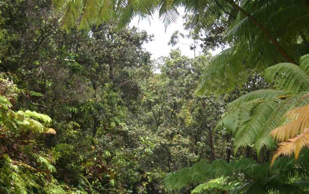 ‘Ōhia Lehua - Hāpu‘u Rainforest