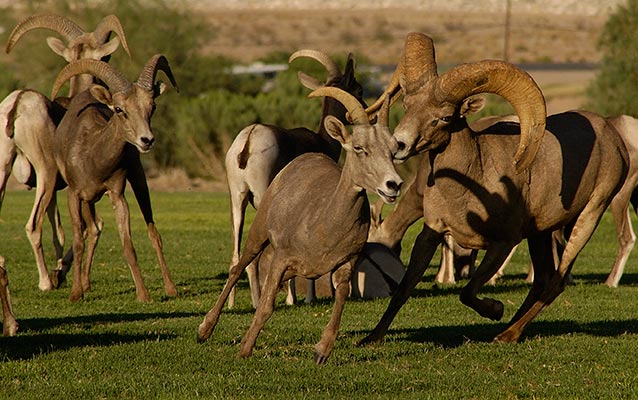 Photo of bighorn sheep