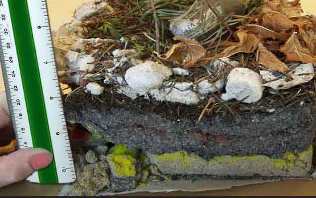 A ruler is used to measure the layers in a completed geology shoebox.