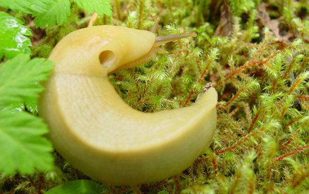 A banana slug.