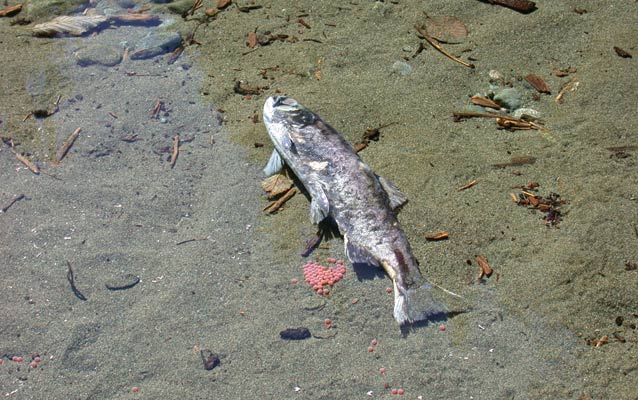 A salmon carcass lies next to redd.