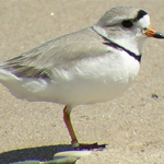 Great Lakes Piping Plover Survival