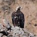 Golden Eagle Adaptations Reading Golden Eagle Adaptations Reading