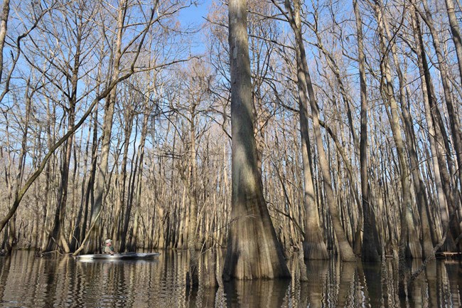 A visitor glides through a watery forest on a kayak.