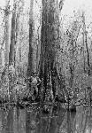 Harry Hampton standing by a tree