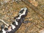 Marbled Salamander (Ambystoma opacum)