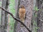 Red-Shouldered Hawk at Congaree National Park