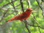 Summer Tanager at Congaree NP