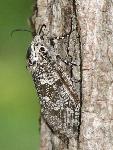 Carpenterworm Moth