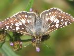 Common Checkered Skipper
