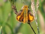 Firey Skipper