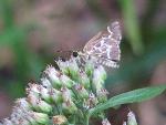 Lace-winged Roadside Skipper